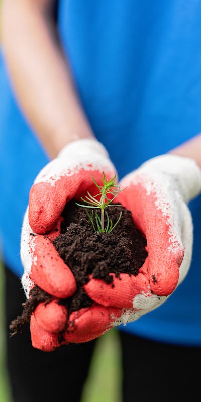 Hand holding fresh garden soil