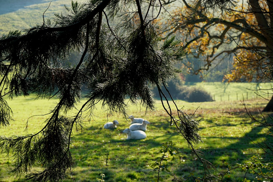 A serene scene of sheep resting in a grassy field, framed by branches of a tree, with soft sunlight filtering through the leaves. Bath Digital Marketing Agency