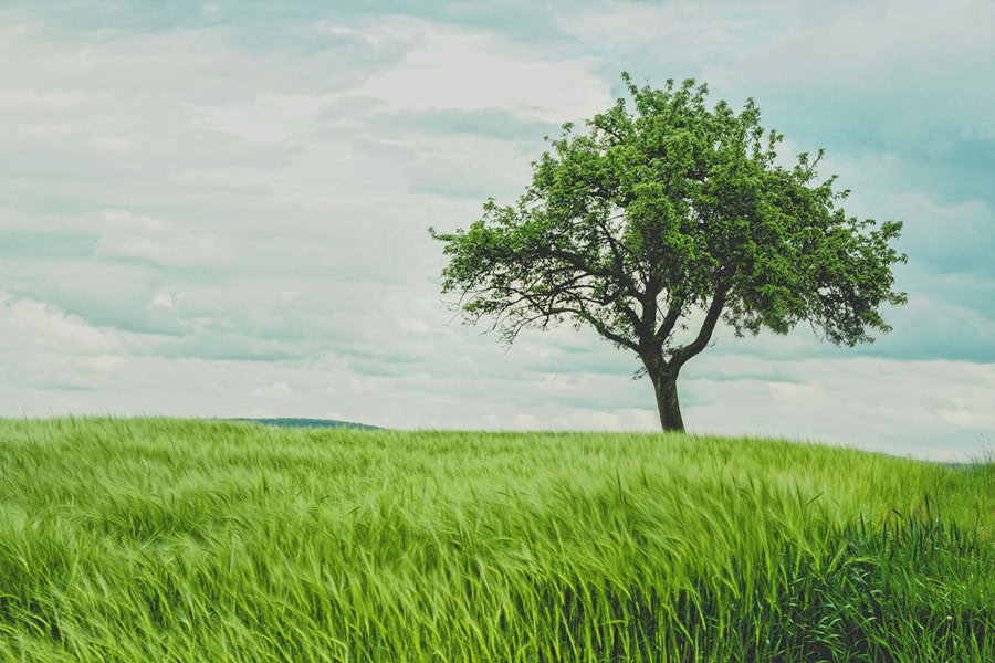 Lone tree standing in a green field under a cloudy sky, surrounded by tall grass. Bath Digital Marketing Agency