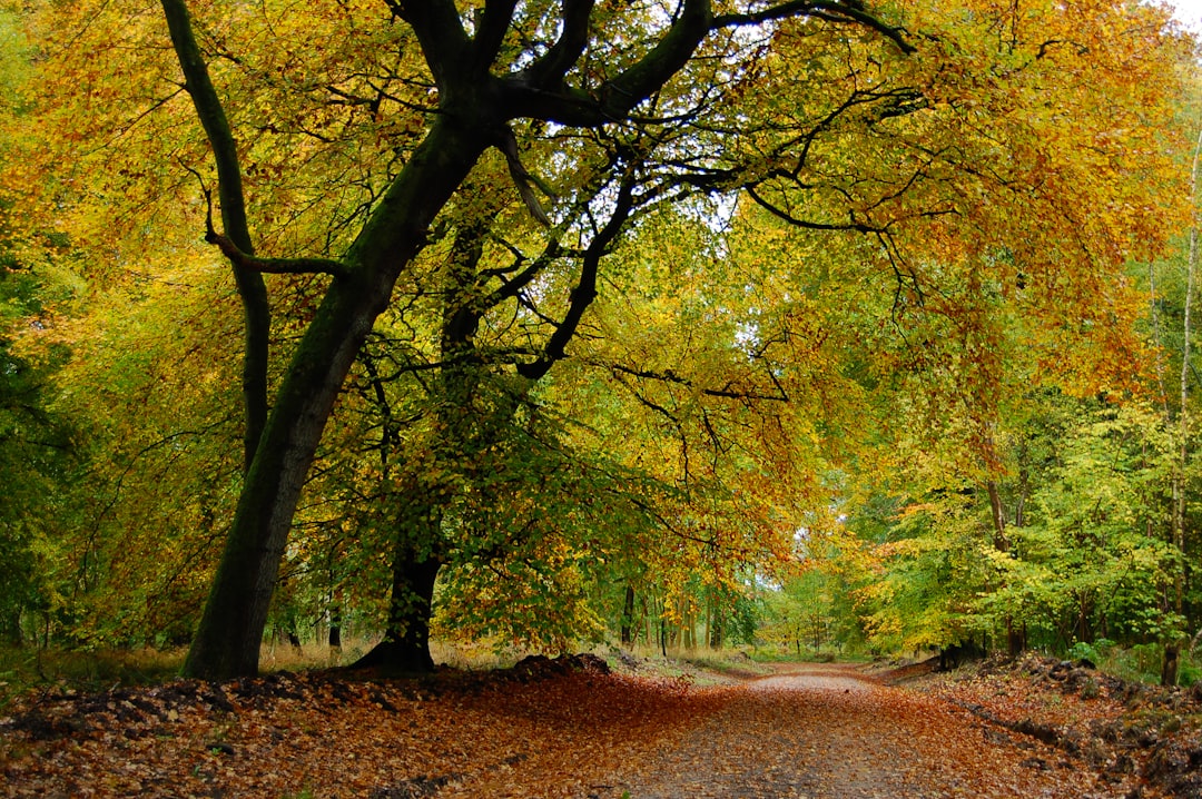 A serene forest pathway lined with trees displaying vibrant autumn foliage, with fallen leaves covering the ground.  Bath Digital Marketing Agency