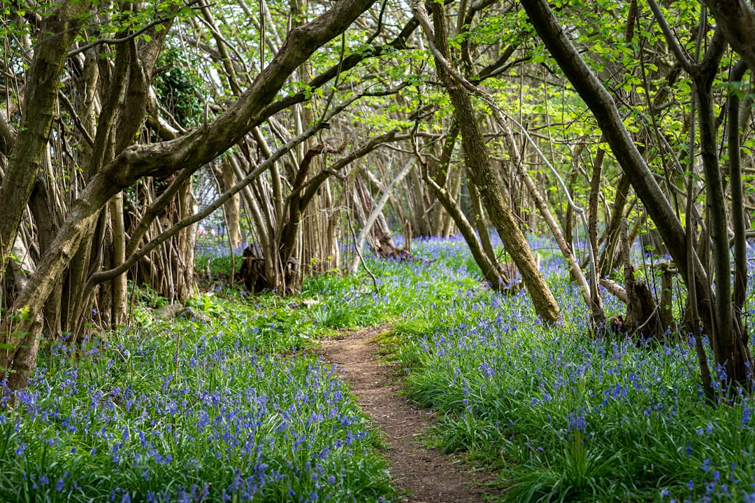A serene forest path surrounded by trees, leading through a carpet of vibrant bluebells. The sunlight filters through the foliage, creating a peaceful and inviting atmosphere. Bath Digital Marketing Agency