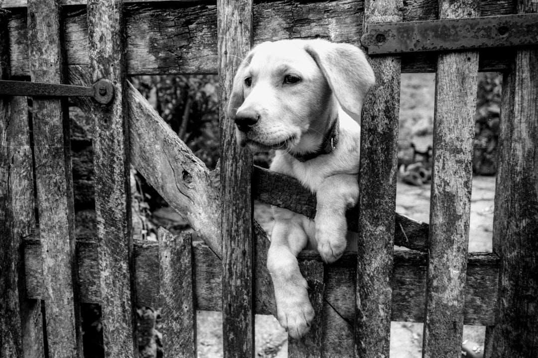 A black and white image of a dog resting its head on a wooden fence, with its front paws hanging through the gaps, conveying a sense of curiosity and calm Bath Digital Marketing Agency
