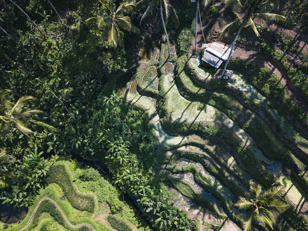 Aerial view of lush green rice terraces surrounded by tropical vegetation and palm trees. Bath Digital Marketing Agency
