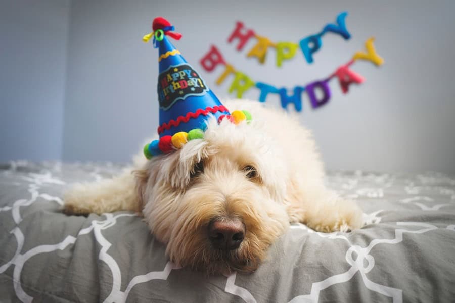 A dog wearing a colourful birthday hat, lying on a bed. A "Happy Birthday" decoration is hung on the wall in the background, Digital Marketing Agency