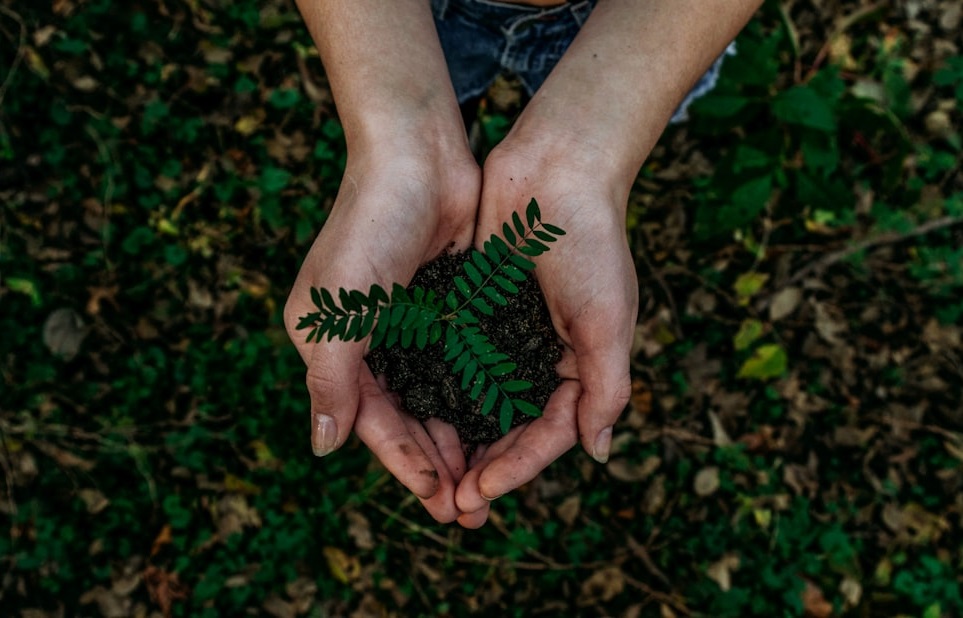 Person holding a small plant in soil, symbolising environmental care and sustainability. Bath Digital Marketing Agency