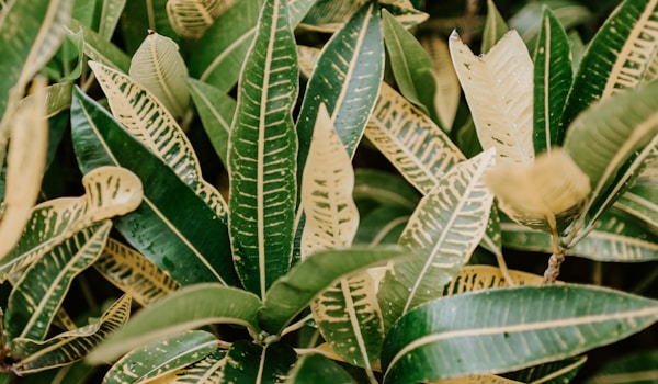 leaves