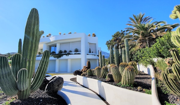 cactus plants