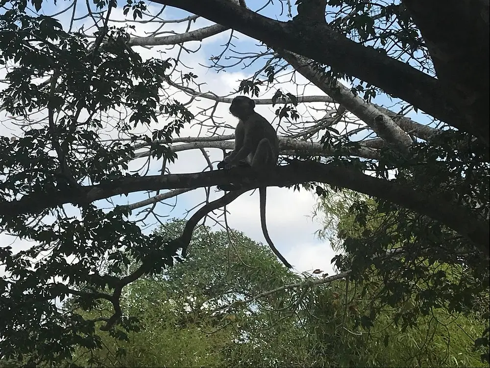 Wildlife in Quiçama