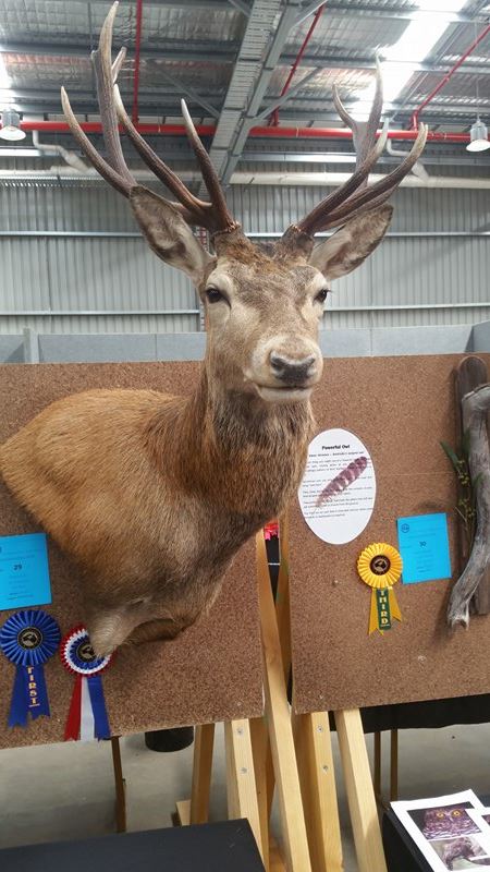 Award-winning taxidermy shoulder mount of a red deer stag displayed on a corkboard panel at a competitive showcase, featuring first-place and merit ribbons, crafted by a Geelong-based taxidermist.