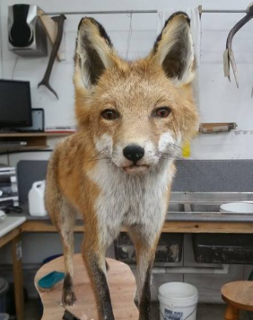 Full-body taxidermy mount of a red fox in a workshop setting, positioned on a wooden base with realistic posture and expression, created by a professional Geelong-based taxidermist.