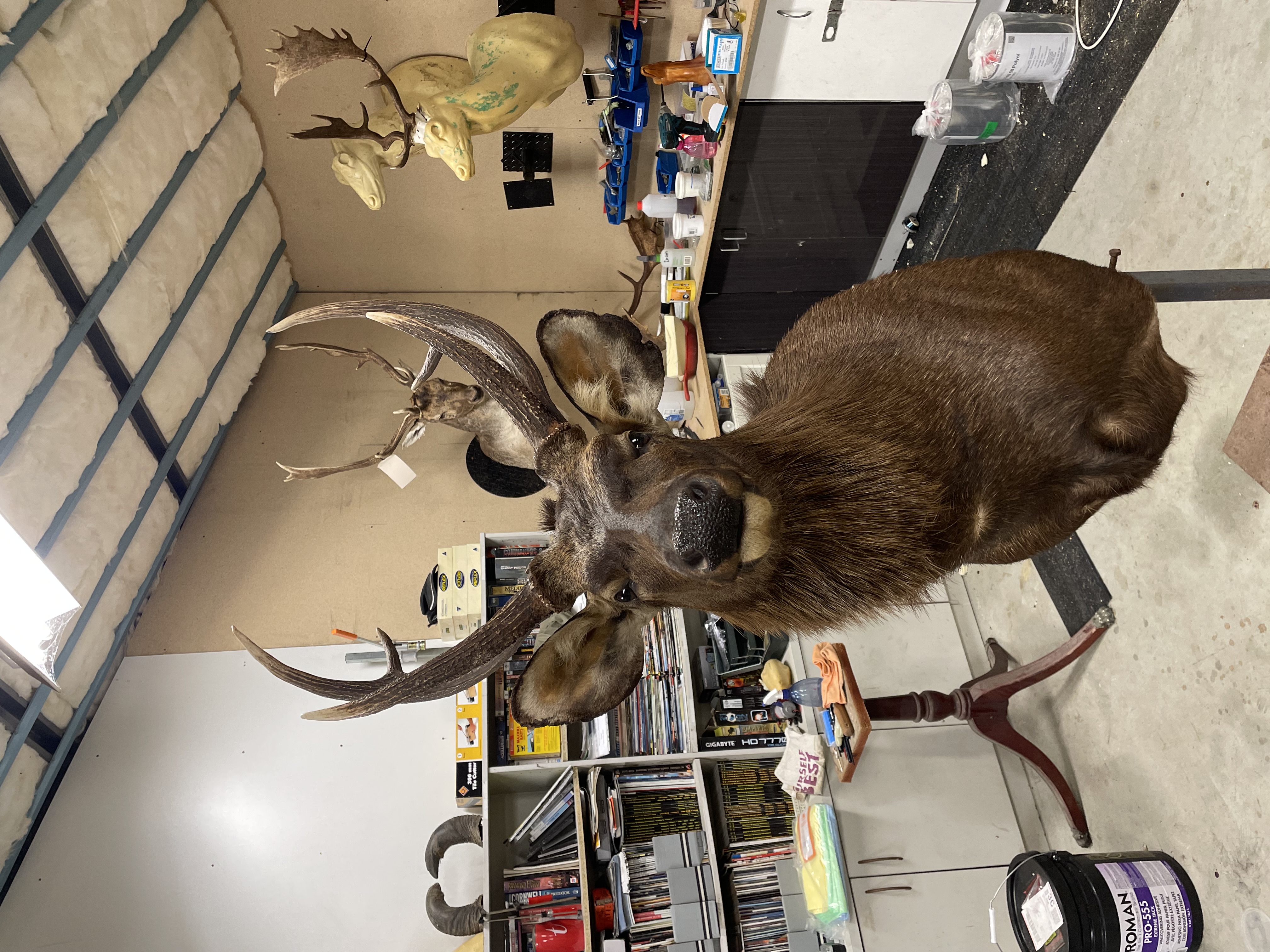 Mounted taxidermy deer with polished antlers displayed in a busy Geelong workshop, surrounded by tools, reference mounts, and in-progress wildlife pieces, showcasing expert Australian taxidermy craft.