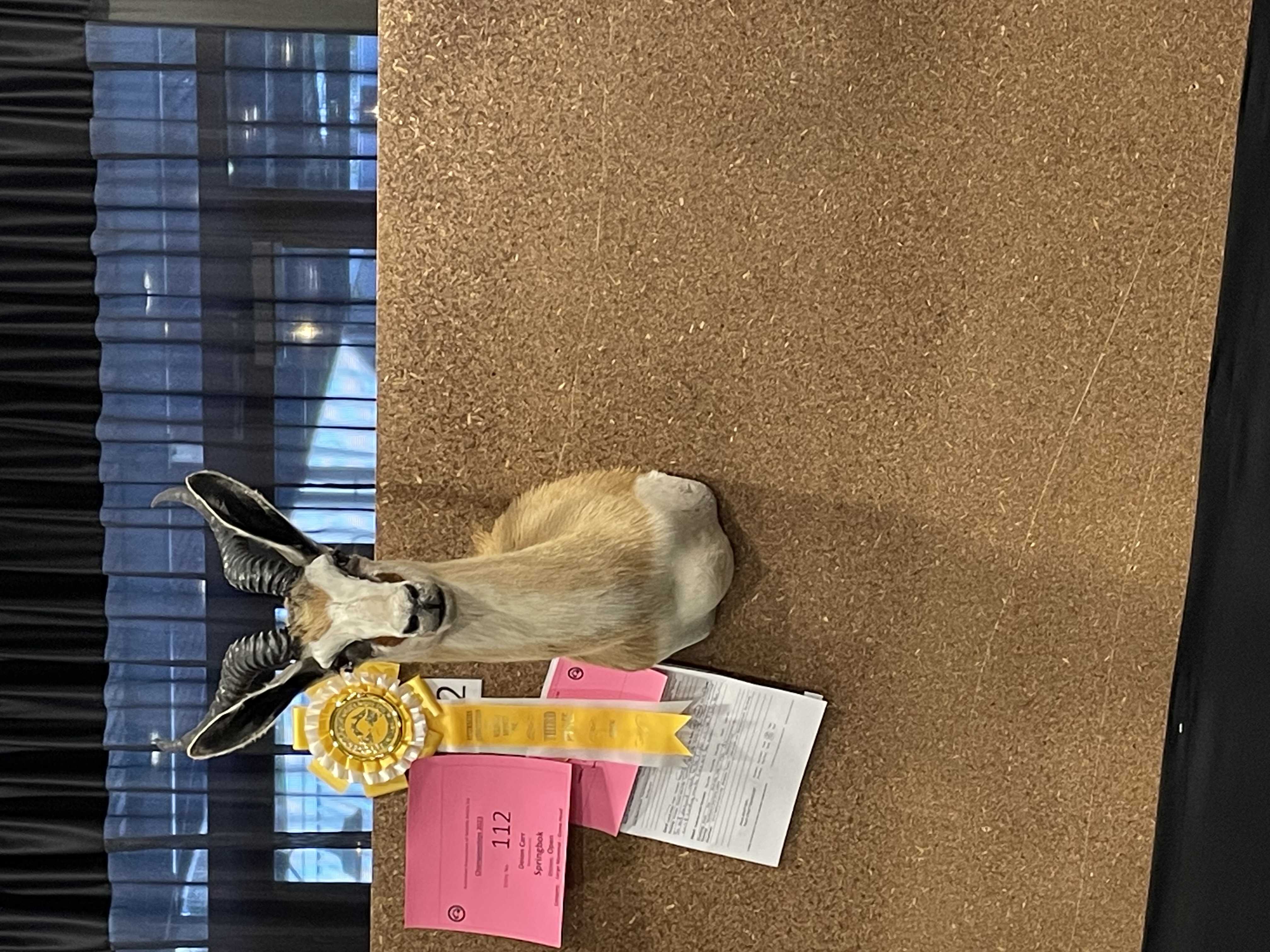 Award-winning taxidermy mount of a springbok antelope on display with a champion ribbon and scorecard, created by a Geelong-based taxidermist and exhibited at a competitive showcase.