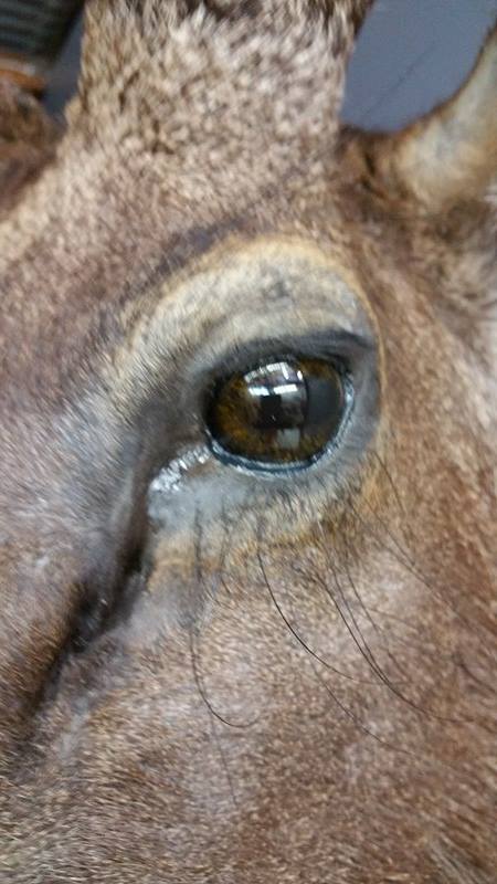 Close-up of a lifelike glass eye on a mounted deer, highlighting the precision and realism of taxidermy work by a Geelong-based specialist.