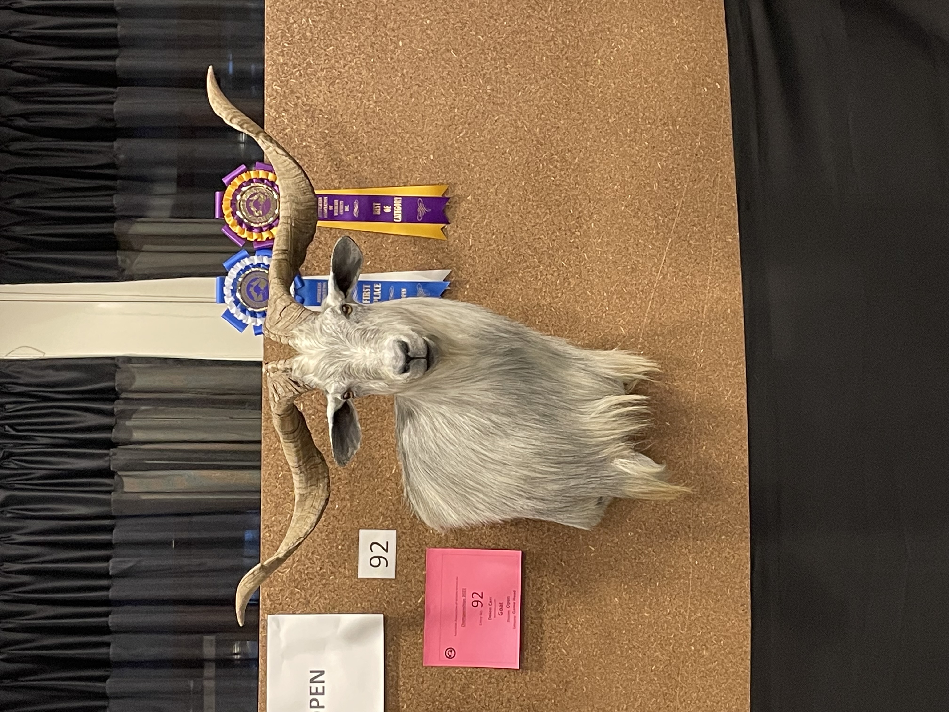 Award-winning taxidermy mount of a longhorn goat with grey coat on display board, featuring “First Place” and “Best of Category” ribbons, created by a skilled taxidermist in Geelong, Victoria.