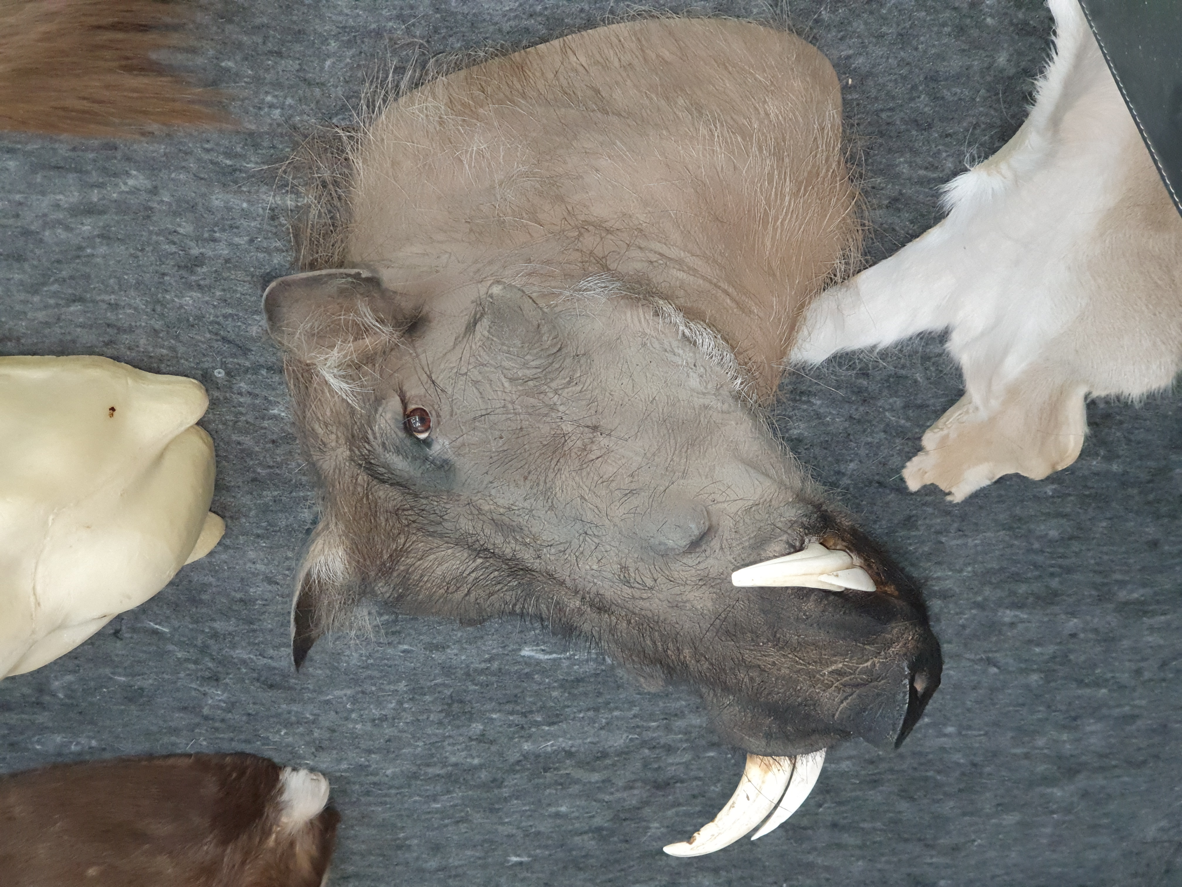 Taxidermy shoulder mount of an African warthog with prominent tusks, displayed lying on a grey felt surface in a Geelong-based taxidermy studio, showcasing fine detail in wild game preservation.