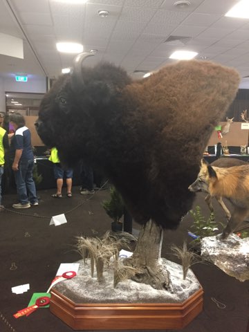 Large shoulder mount of an American bison displayed on a snow-themed base at a competitive taxidermy exhibition, crafted by a Geelong-based taxidermist and surrounded by other detailed wildlife entries.