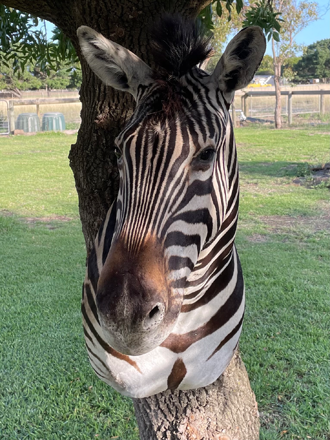 Taxidermy zebra shoulder mount displayed outdoors on a tree trunk, featuring lifelike striping and craftsmanship by a Geelong-based taxidermist specialising in exotic wildlife.