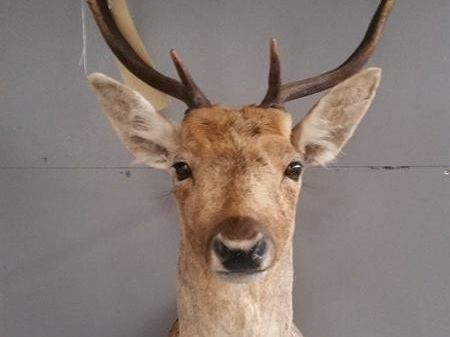 Front-facing taxidermy mount of a fallow deer buck with modest antlers, set against a plain grey wall, crafted by a Geelong-based taxidermist known for lifelike wildlife recreations.