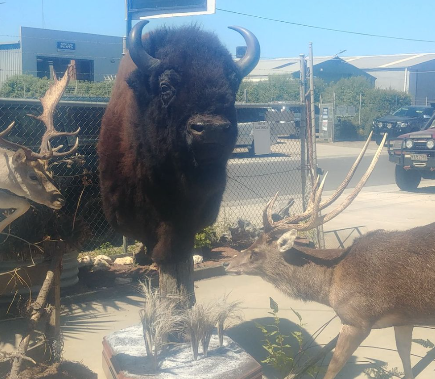 Outdoor taxidermy display featuring a full-body American bison mount alongside two deer in a Geelong-based workshop yard, showcasing large-scale wildlife taxidermy craftsmanship in an industrial setting.