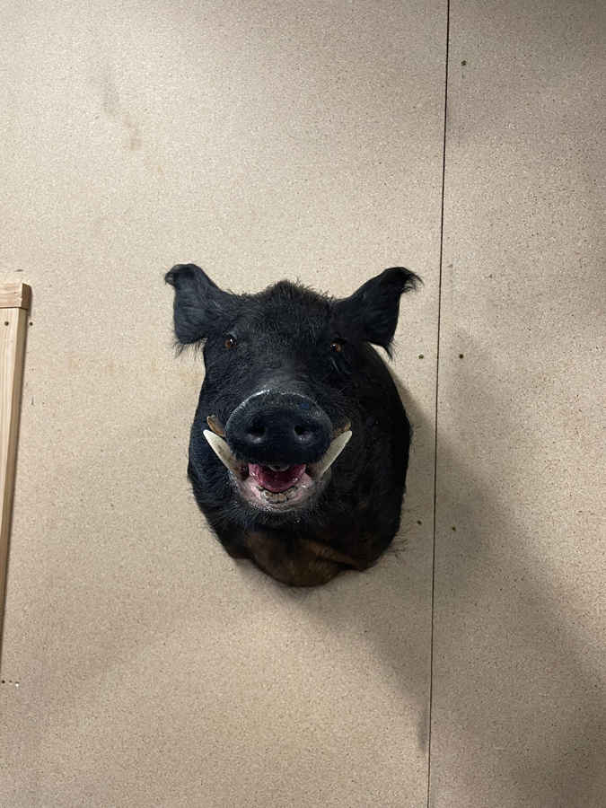 Realistic taxidermy shoulder mount of a wild boar with prominent tusks and expressive detail, handcrafted by a Geelong-based taxidermist and displayed on a plywood wall.