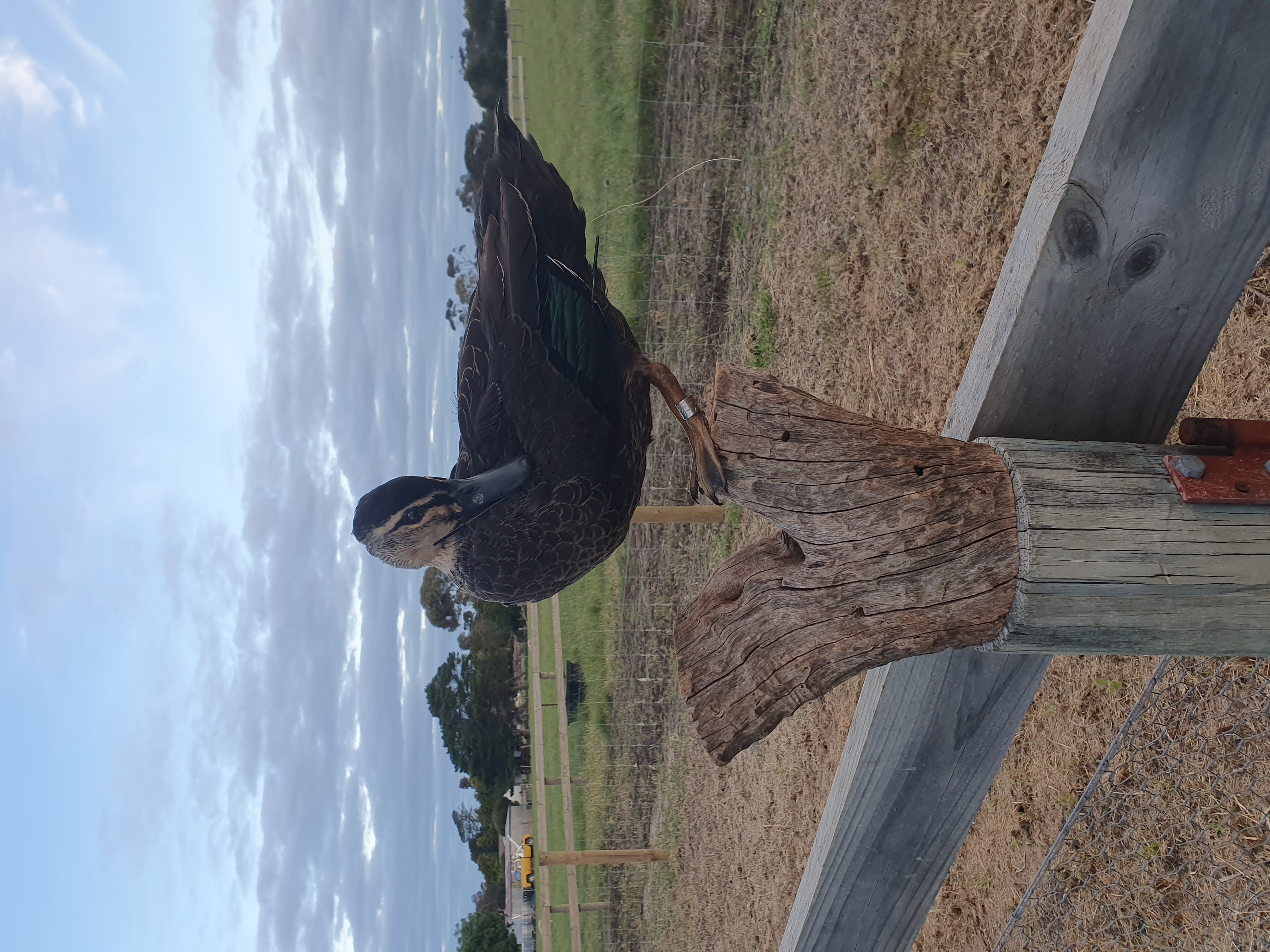 Lifelike taxidermy mount of a duck perched on a weathered tree stump, displayed outdoors on a rural Geelong property, showcasing skilled avian preservation and naturalistic presentation.