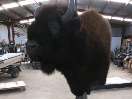 Shoulder mount of an American bison in a spacious Geelong taxidermy workshop, showcasing the scale and craftsmanship of large game preservation.
