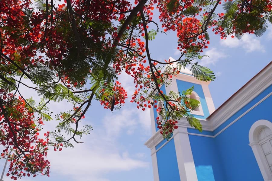 Colonial building with flowering tree in Praia, Santiago Cabo Verde - Cape Verde Islands in Africa, History, Guide and Tips - Photo by Fierté De Cactus | Cape Verde African Caribbean