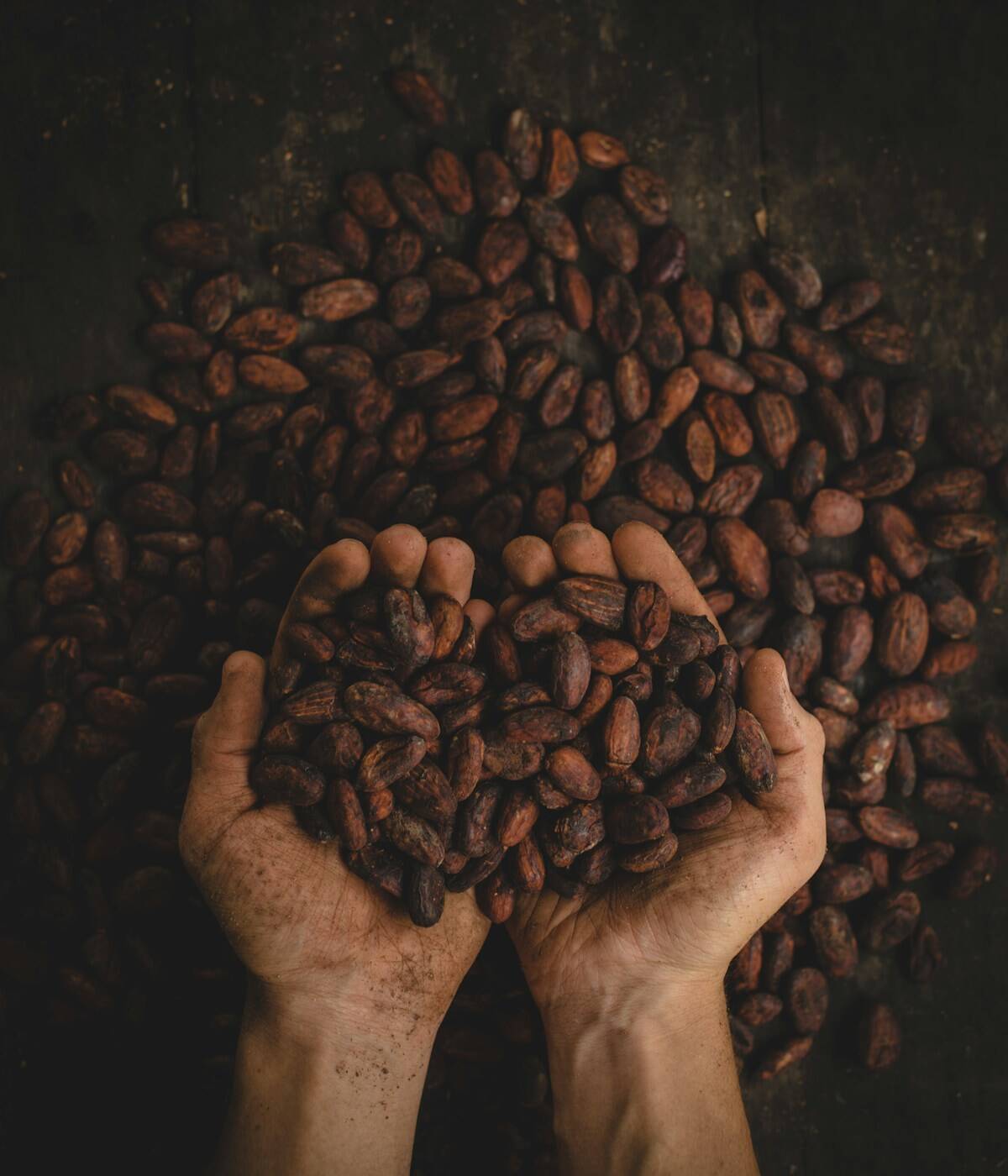 A person's hands holding a handful of dark, roasted cocoa beans - beann speciality coffee