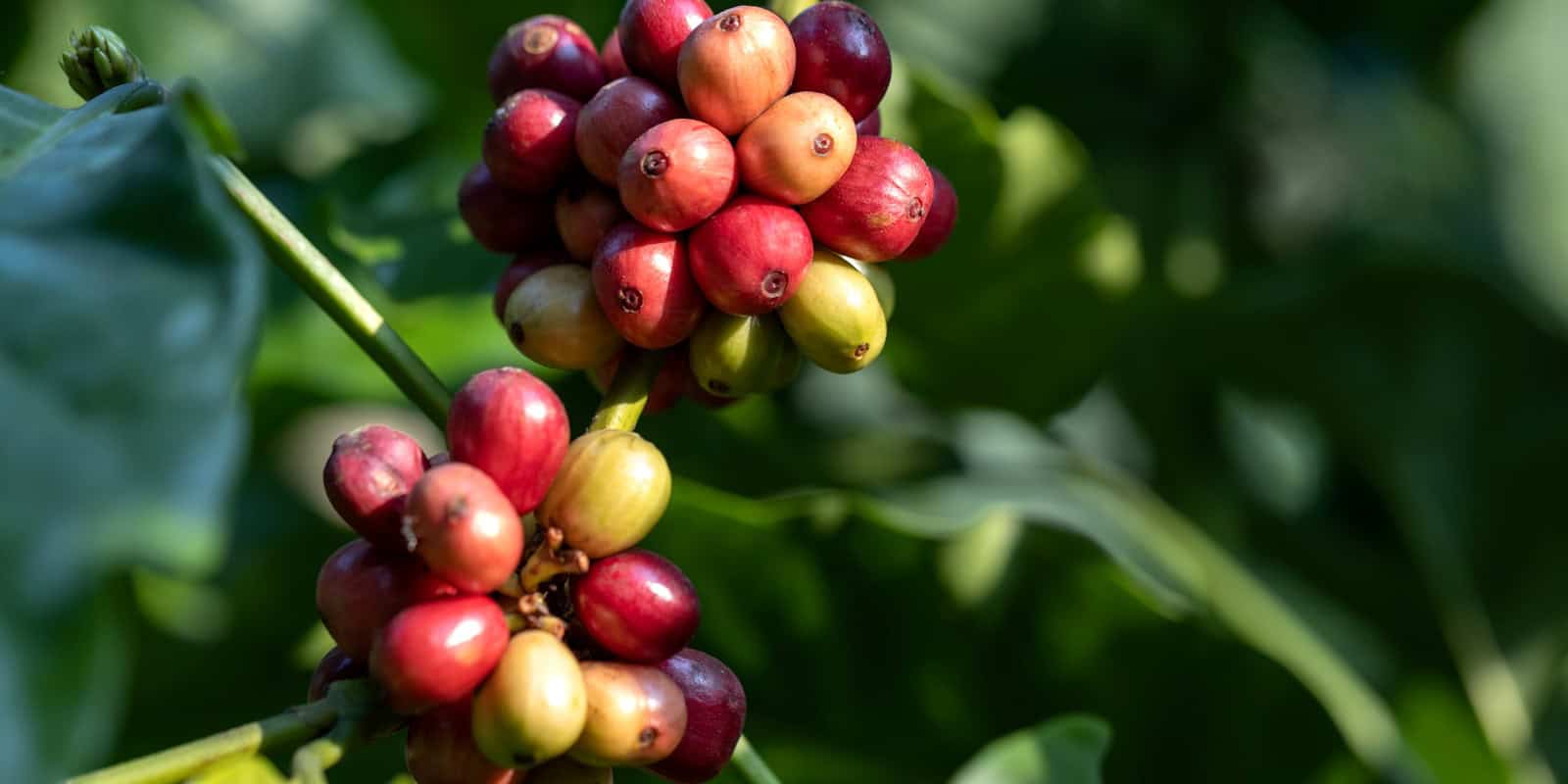 Close-up of red and green coffee cherries growing on a coffee plant - beann artisan coffee