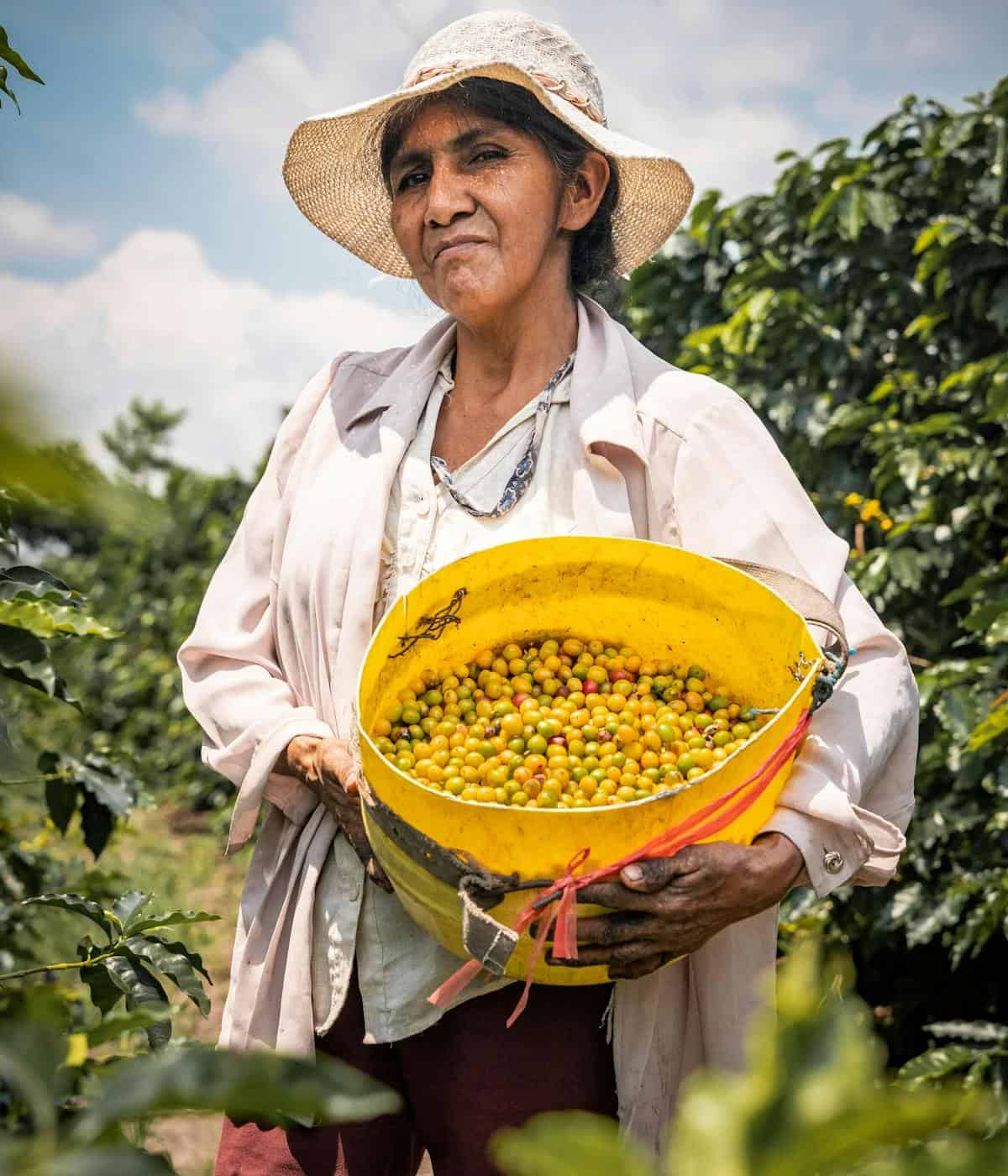 Woman picking ripe coffee cherries by hand at a coffee plantation - beann artisan coffee