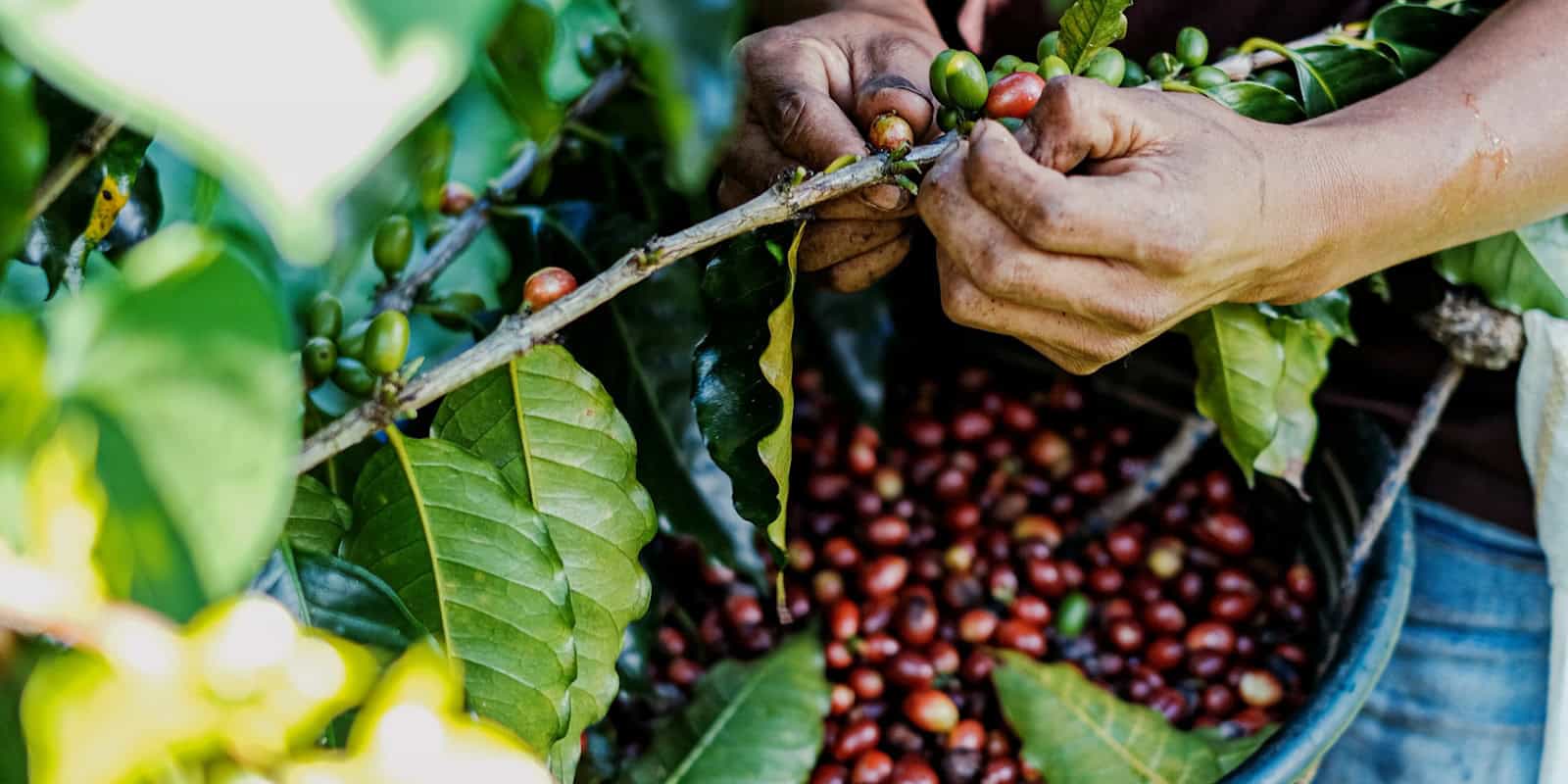 Hands picking ripe red coffee cherries from a branch - beann artisan coffee