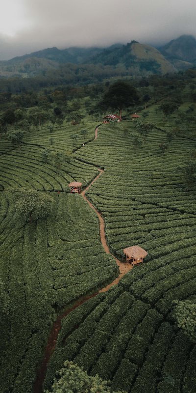 Aerial view of a lush green terraced coffee plantation with winding dirt paths - beann artisan coffee
