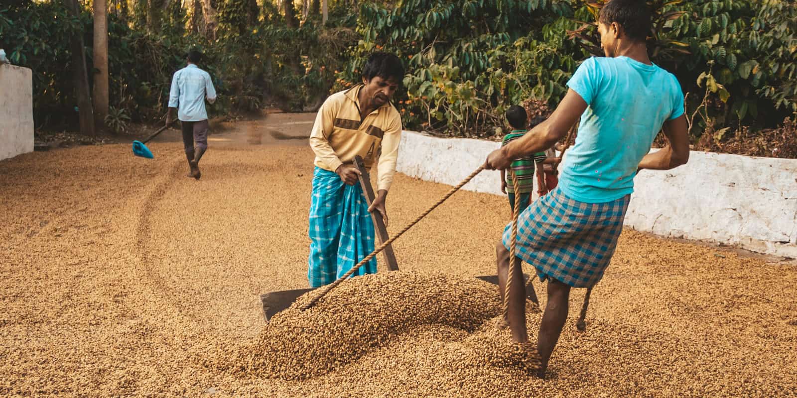 Workers sun-drying Beann artisan coffee beans on a large surface - beann speciality coffee