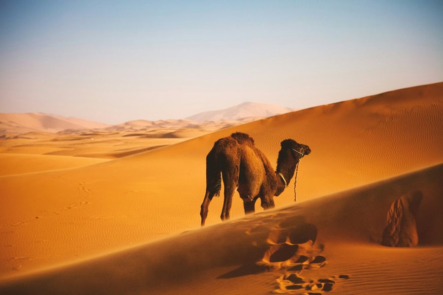 Camel desert dunes - Top Digital Product Consultancy Abut Us- Photo unsplash | de Paula Consultants