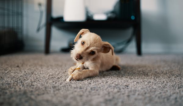 dog sitting on carpet
