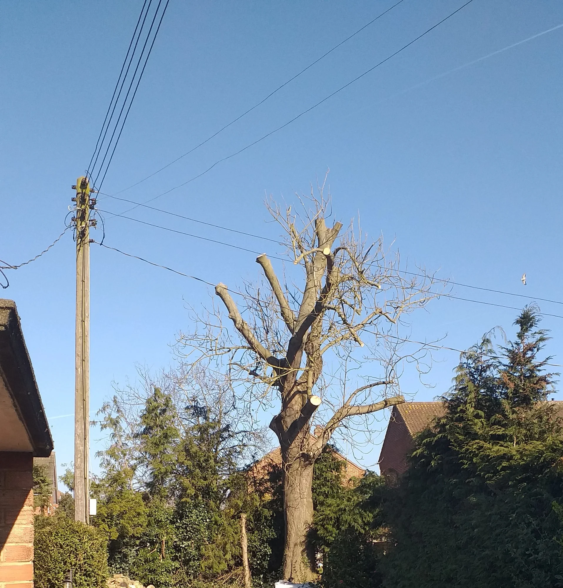 Trusted Local Tree Surgeons in Stalham, Norfolk - LJ Tree Services - Pollarding