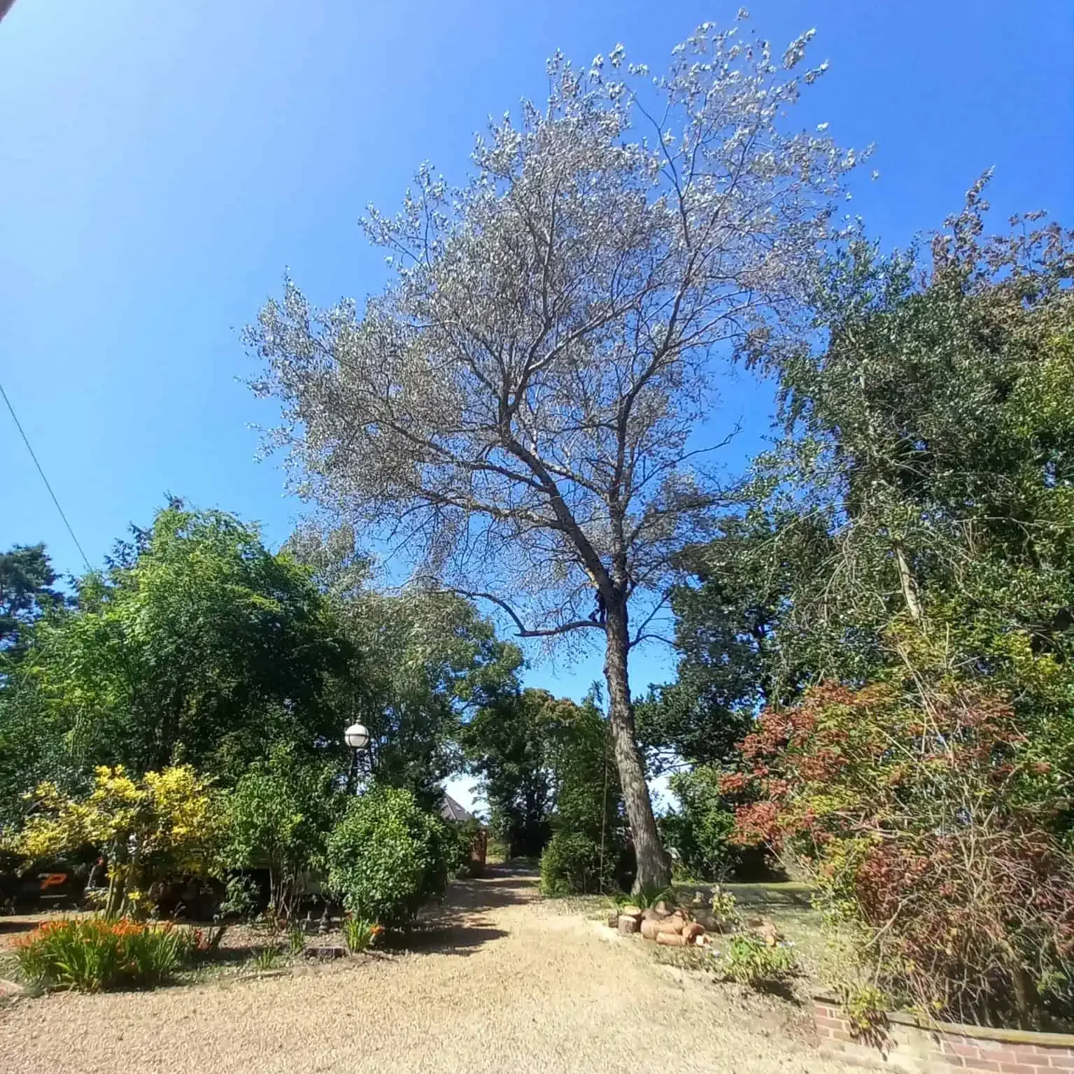 Trusted Local Tree Surgeons in Stalham, Norfolk - LJ Tree Services - Crown Thinning