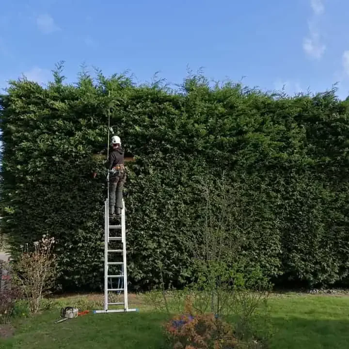 Trusted Local Tree Surgeons in Stalham, Norfolk - LJ Tree Services - Hedge Trimming / Removal