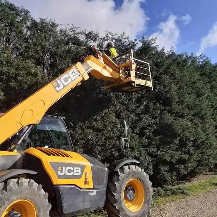 Trusted Local Tree Surgeons in Stalham, Norfolk - LJ Tree Services
