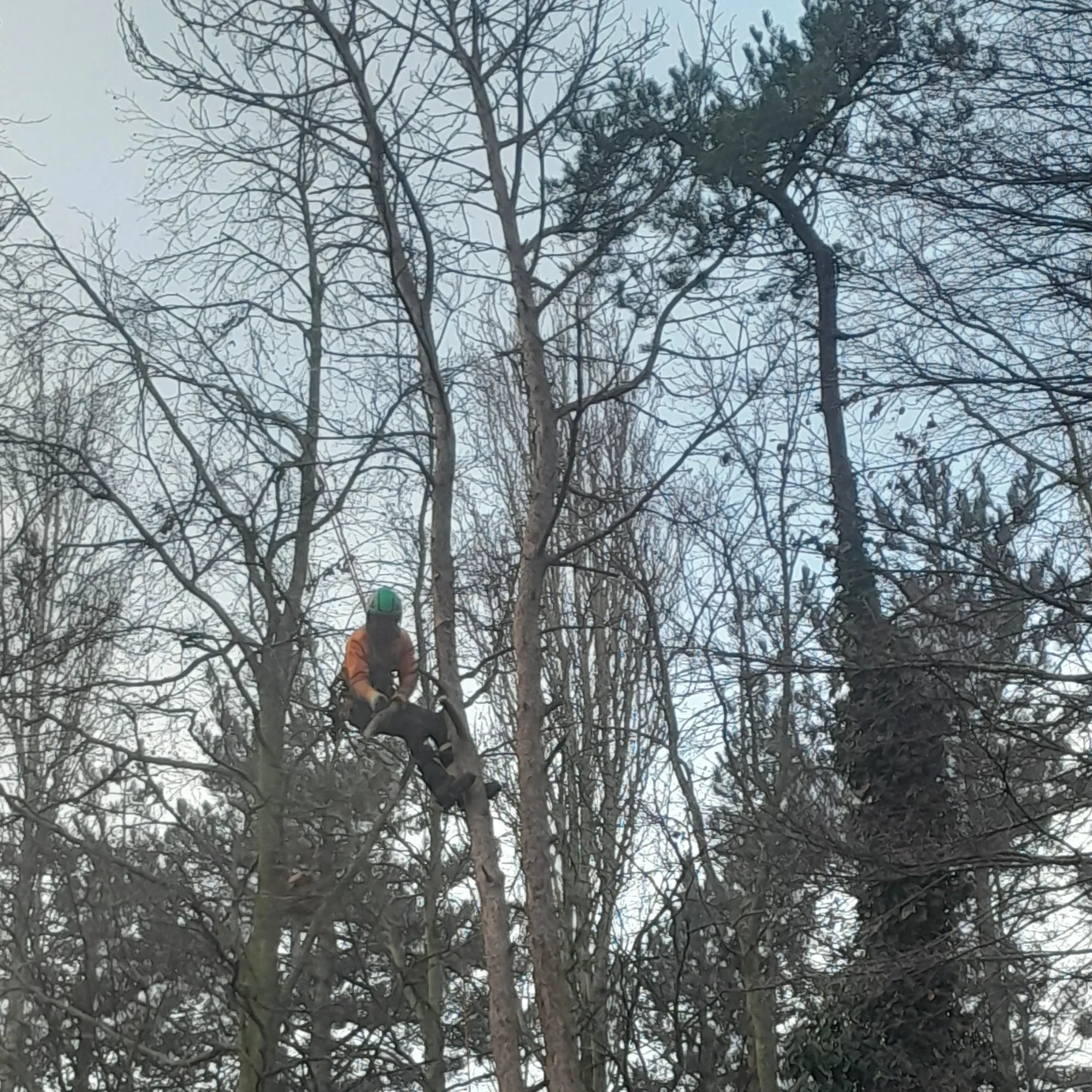 Trusted Local Tree Surgeons in Stalham, Norfolk - LJ Tree Services - Dead Wooding