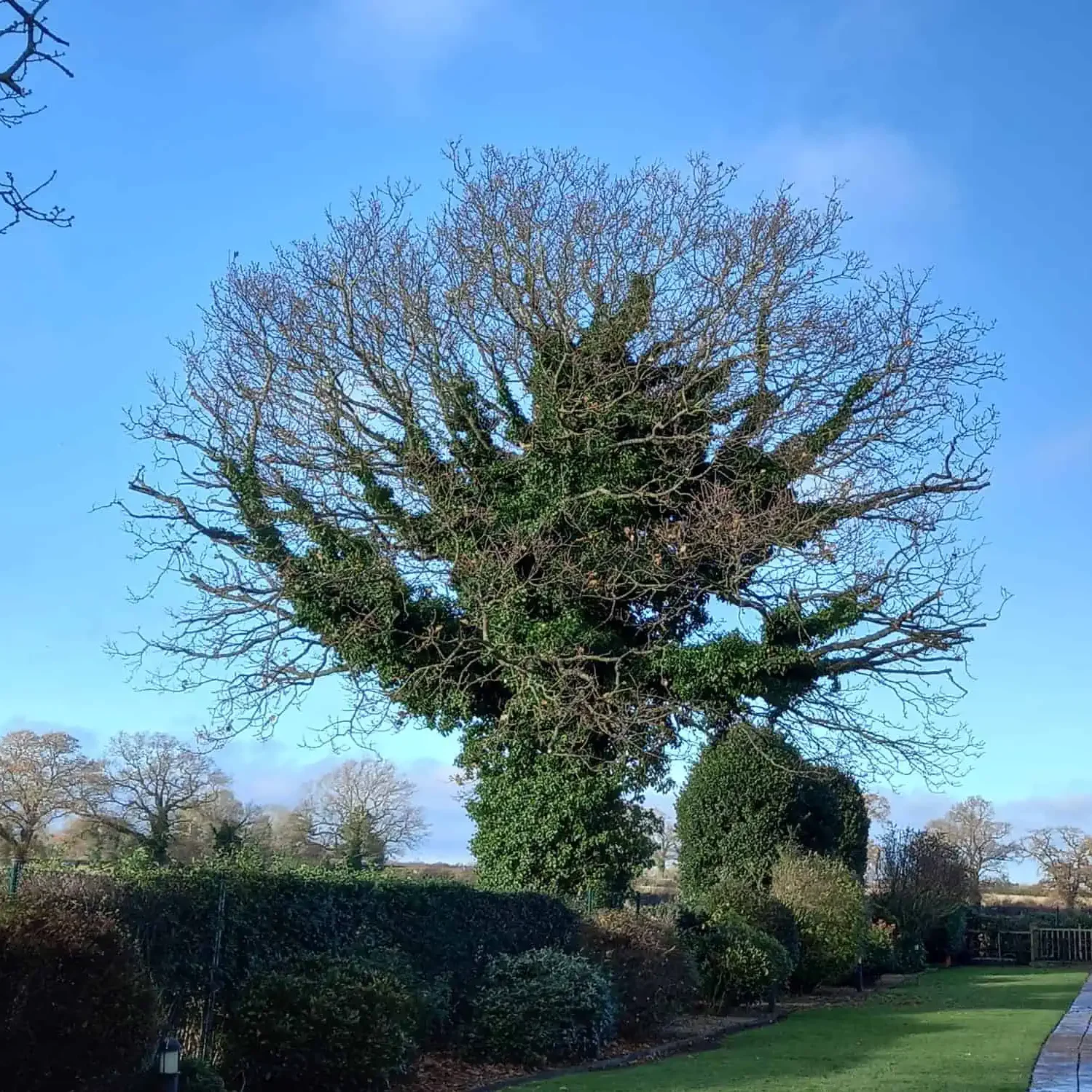 Trusted Local Tree Surgeons in Stalham, Norfolk - LJ Tree Services - Crown Reduction
