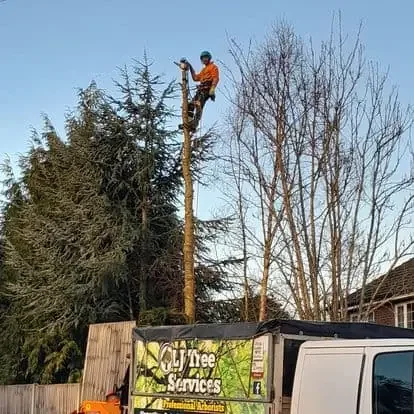 Trusted Local Tree Surgeons in Stalham, Norfolk - LJ Tree Services