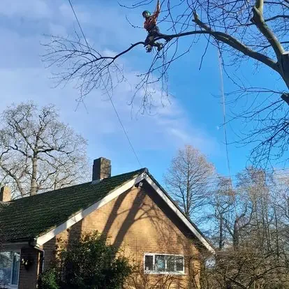 Trusted Local Tree Surgeons in Stalham, Norfolk - LJ Tree Services