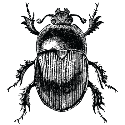 Line drawing of a beetle: simple clean black outline on white background, top-down view, symmetrical, clear antennae, legs visible, minimal shading