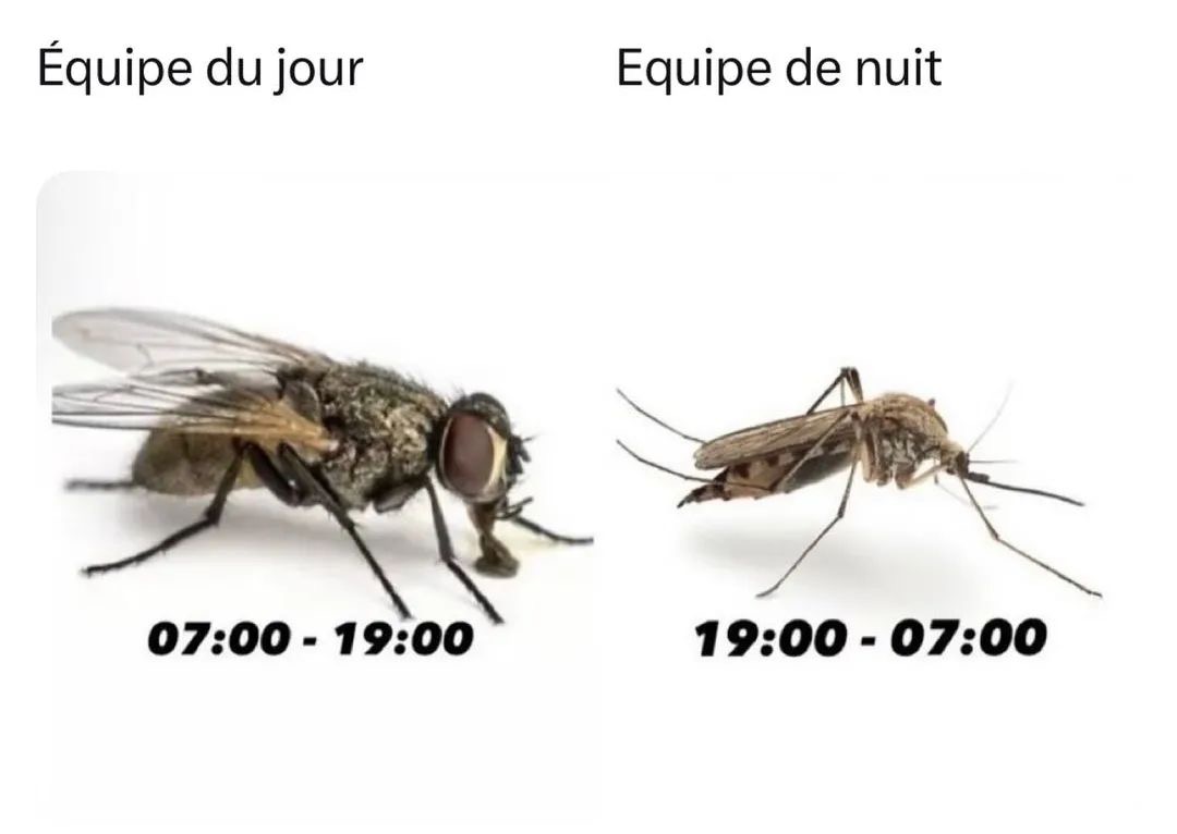Mème humoristique montrant une mouche intitulée 'Équipe du jour' avec les horaires 07:00 - 19:00, et un moustique intitulé 'Équipe de nuit' avec les horaires 19:00 - 07:00