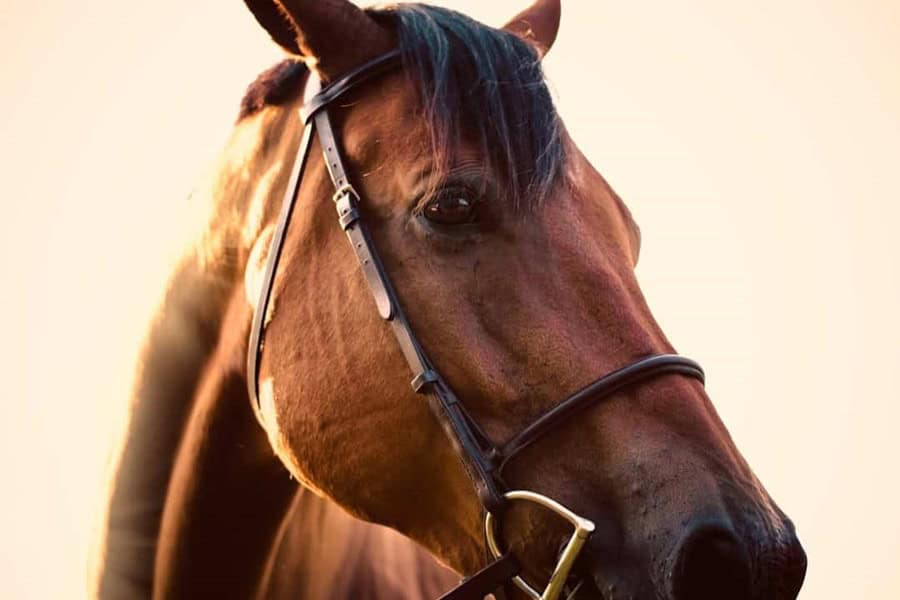 Close up of horse head β war horse movie - Photo by Danny Gallegos | Castle Combe England