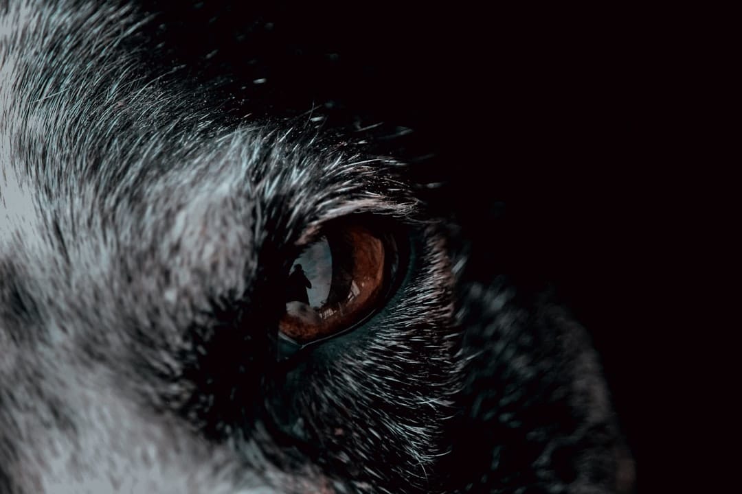 Close up of wolf eye β the wolfman movie - Photo by Virginia Johnson | Castle Combe England