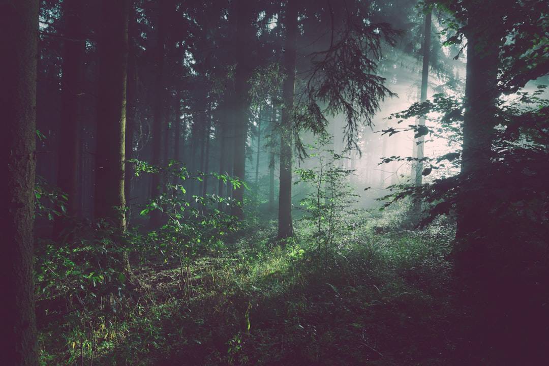 Sherwood forest in morning light β Robin Hood - Photo by Sebastian Unrau | Castle Combe England