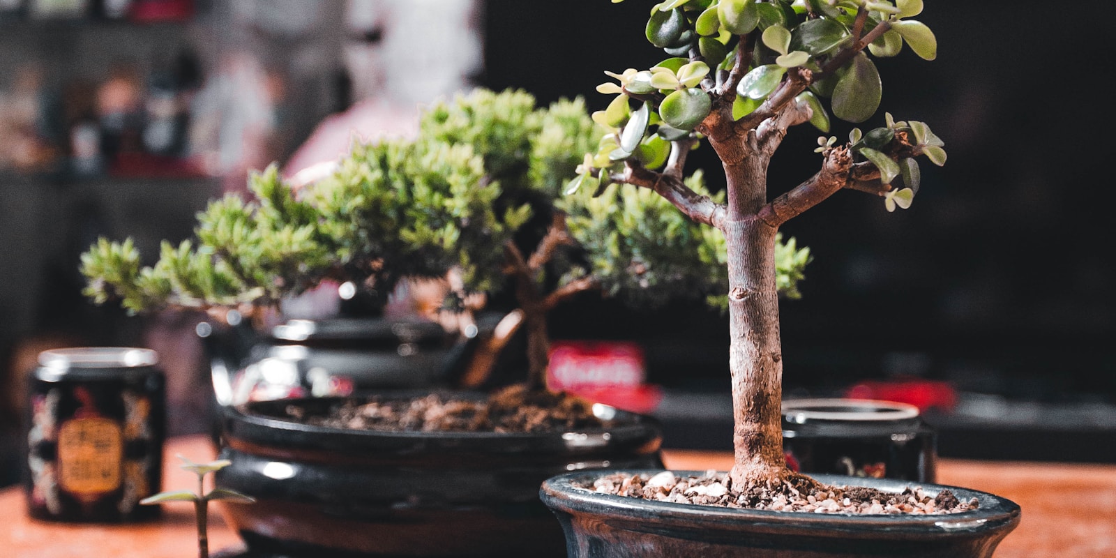 An image featuring two potted bonsai trees on a wooden table.