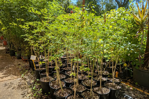 Kwekerij met Moringa-zaailingen